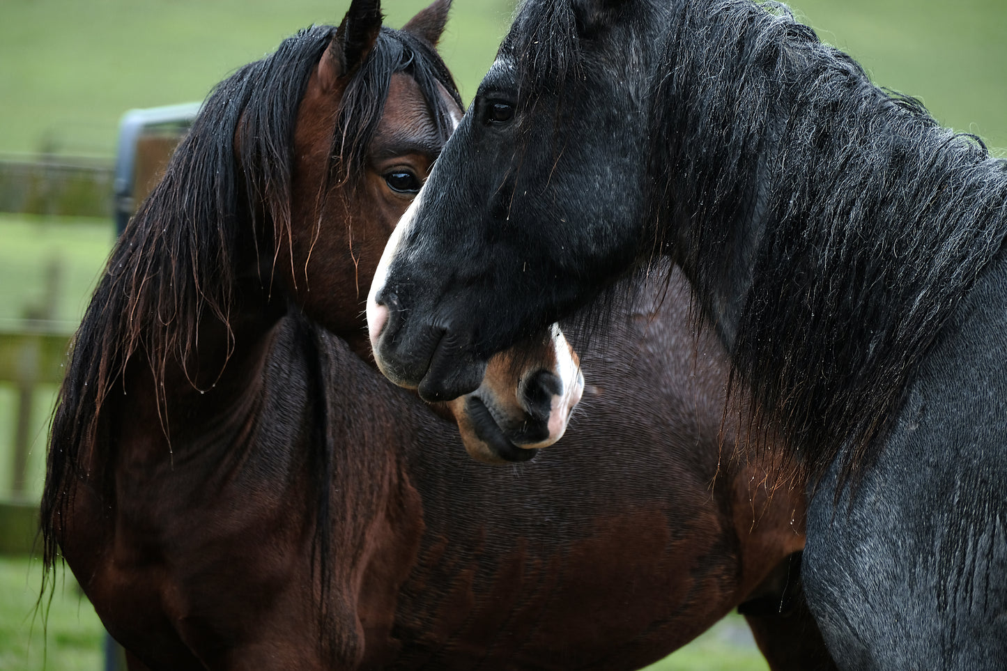 Horseshoe Nokota® Fundraiser T-Shirt